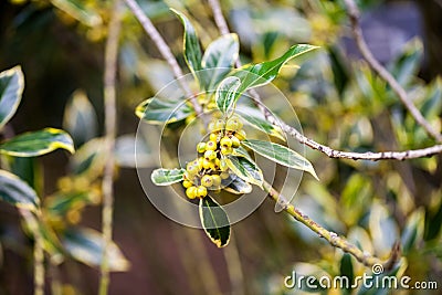 Ilex aquifolium -Golden queen holly Stock Photo