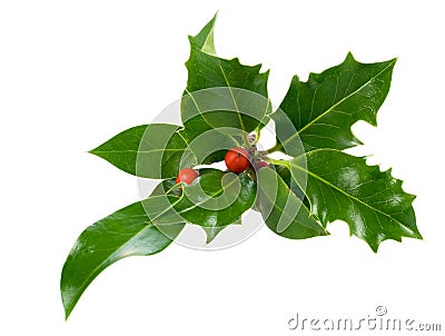 Ilex,holly,christmas decoration Stock Photo