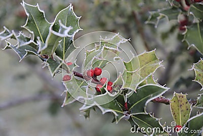 Ilex, holly in winter with hoarfrost and berries Stock Photo