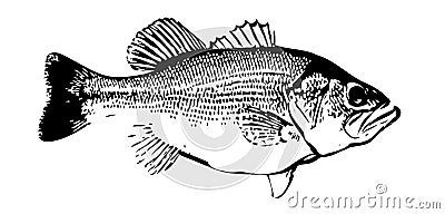 IlIlustration of largemouth bass fish on white backgorund Stock Photo