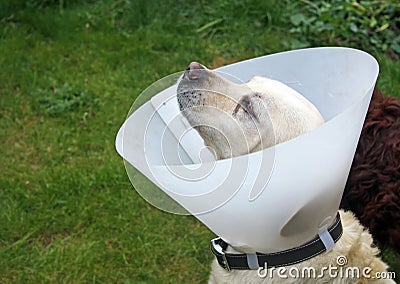 Ill labrador dog in the garden wearing a protective cone Stock Photo