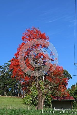 Illawarra Flame tree flowering Stock Photo