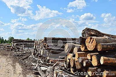 Illegal logging and sale of timber. sawn trees in nature. environmental Protection Stock Photo