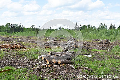 Illegal logging and sale of timber. sawn trees in nature. environmental Protection Stock Photo