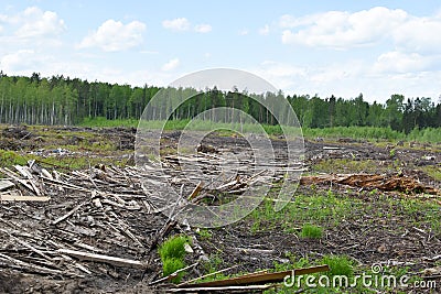 Illegal logging and sale of timber. sawn trees in nature. environmental Protection Stock Photo