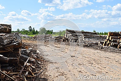 Illegal logging and sale of timber. sawn trees in nature. environmental Protection Stock Photo