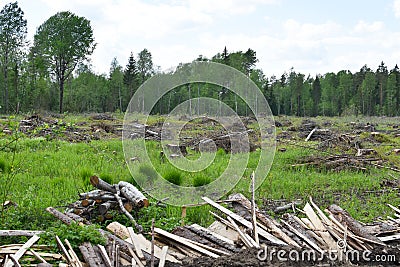 Illegal logging and sale of timber. sawn trees in nature. environmental Protection Stock Photo