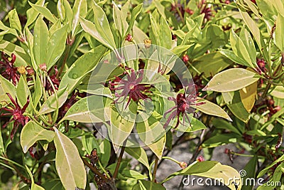 Illicium floridanum plant Stock Photo