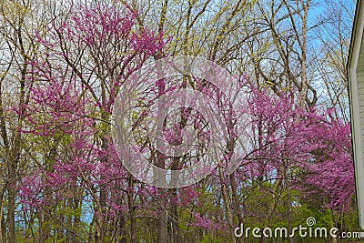 Illinois Early Spring Woodland Redbud Trees in Bloom Stock Photo
