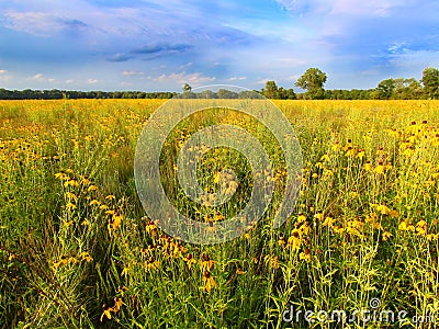 Illinois Prairie Flowers in Bloom Stock Photo