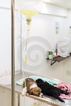 Illness puppy and saline solution Stock Photo