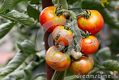 Illness tomato Stock Photo