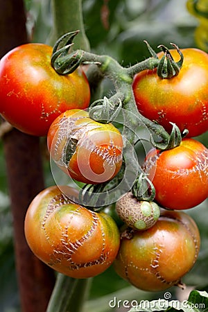 Illness tomato Stock Photo