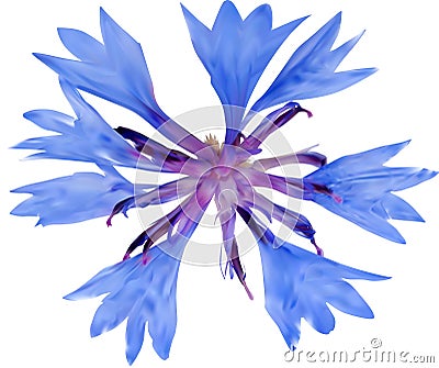 Illuatration with single blue chicory flower Vector Illustration