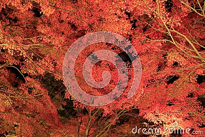 Illuminated autumn leaves in Shuzenji Stock Photo