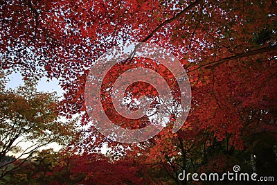 Illuminated autumn leaves in Shuzenji Stock Photo