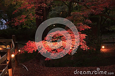 Illuminated autumn leaves in Shuzenji Stock Photo