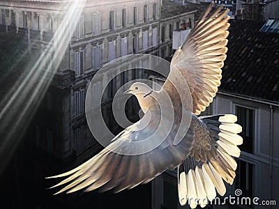 Illuminated eurasian collared dove flying with fully spread wings Stock Photo