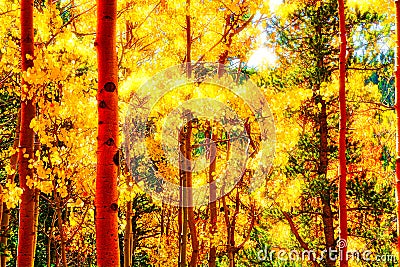 The Illuminated Forest Fall Aspens Stock Photo