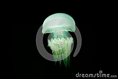 Illuminated jellyfish Stock Photo