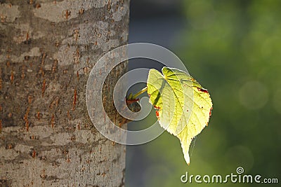 Illuminated leaf in a trunk Stock Photo