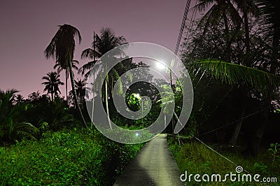 Illuminated path through the night jungle Stock Photo