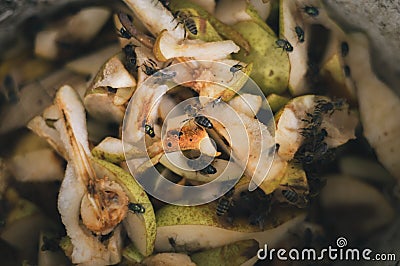 Illuminated photo of bees and flies eating old and rotten apples and pears in the slop pail. Group of insects on the overriped Stock Photo