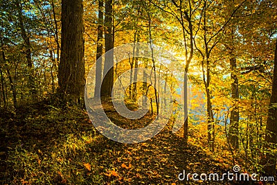 Illuminated Trail - Horizontal Stock Photo