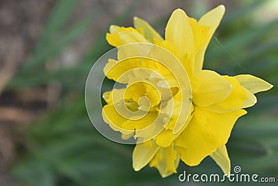Yellow daffodil on a blurry background. Stock Photo