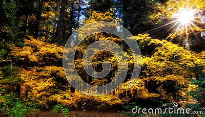 Illumination of Light, Washington State Stock Photo