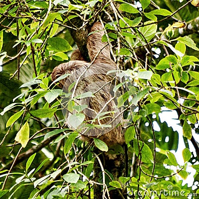 Baby Sloth, Costa Rica, Central America Stock Photo