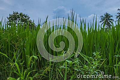 Illustrastion photograph of green rice field Stock Photo