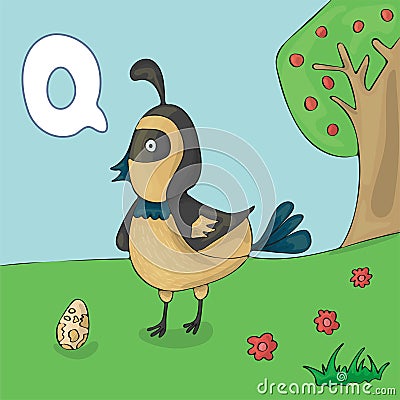 Illustrated alphabet letter Q and Quail. ABC book image vector cartoon. Quail on the grass and its egg. Children illustrated Cartoon Illustration