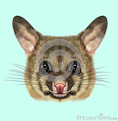 Illustrated portrait of Common brushtail possum Stock Photo