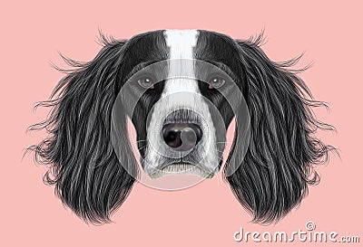 Illustrated Portrait of English Springer Spaniel dog Stock Photo