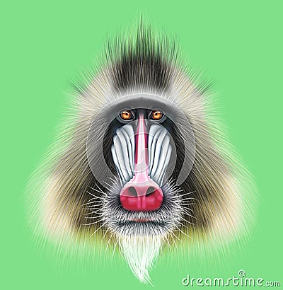 Illustrated portrait of Mandrill monkey. Stock Photo