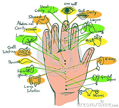 Illustrated Reflexology Hand Chart Vector Illustration