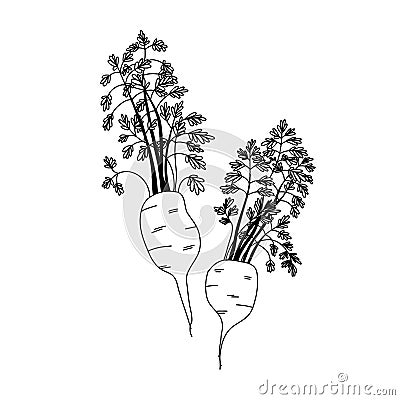 Illustrated sketch of two carrots with leafy greens in line art style on a white background Vector Illustration