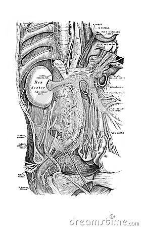 The illustration of the abdominal viscera with nerves in the old book die Anatomie des Menschen, by C. Heitzmann, 1875, Wien Cartoon Illustration
