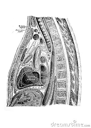 The illustration of the abdominal viscera with nerves in the old book die Anatomie des Menschen, by C. Heitzmann, 1875, Wien Cartoon Illustration