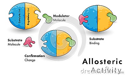  Illustration of allosteric model of enzyme activity Vector Illustration