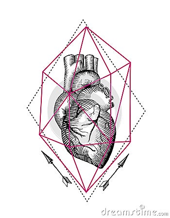 Illustration anatomical heart Vector Illustration