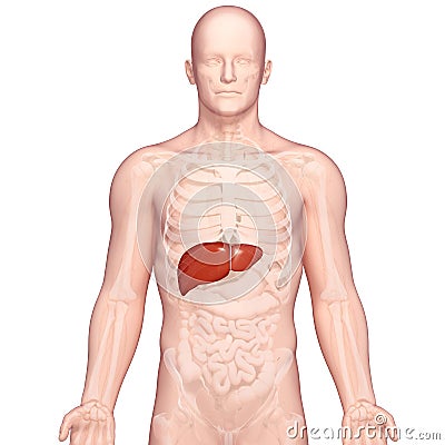 Illustration of Anatomy of human liver Cartoon Illustration