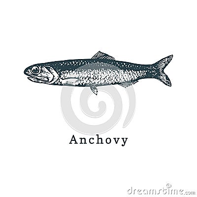 Illustration of anchovy. Fish sketch in vector. Drawn seafood in engraving style. Used for can sticker, shop label etc. Vector Illustration