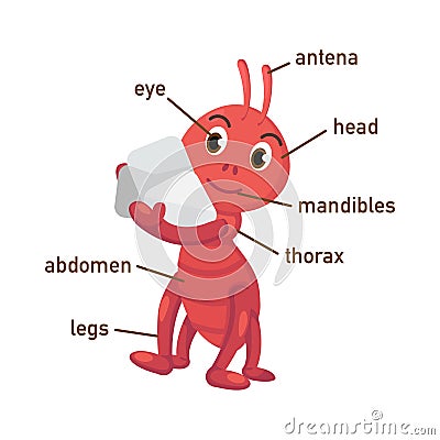 Illustration of ant vocabulary part of body Vector Illustration