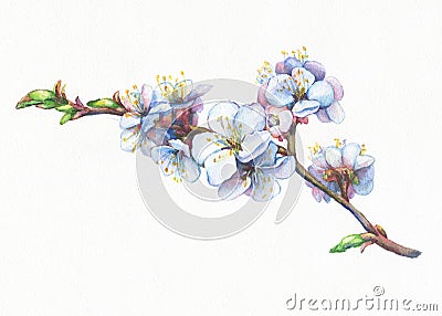 Illustration of apricot branch with flowers. Stock Photo