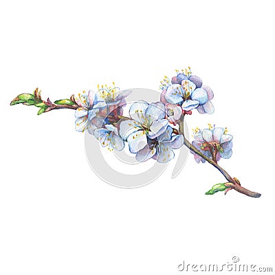 Illustration of apricot branch with flowers. Stock Photo