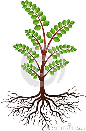 Moringa tree Vector Illustration