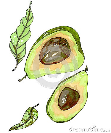 Avocado illustration. Freehand drawing avocados intact Cartoon Illustration