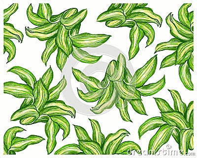 Illustration of Dracaena Fragrans Plant on White Background Vector Illustration